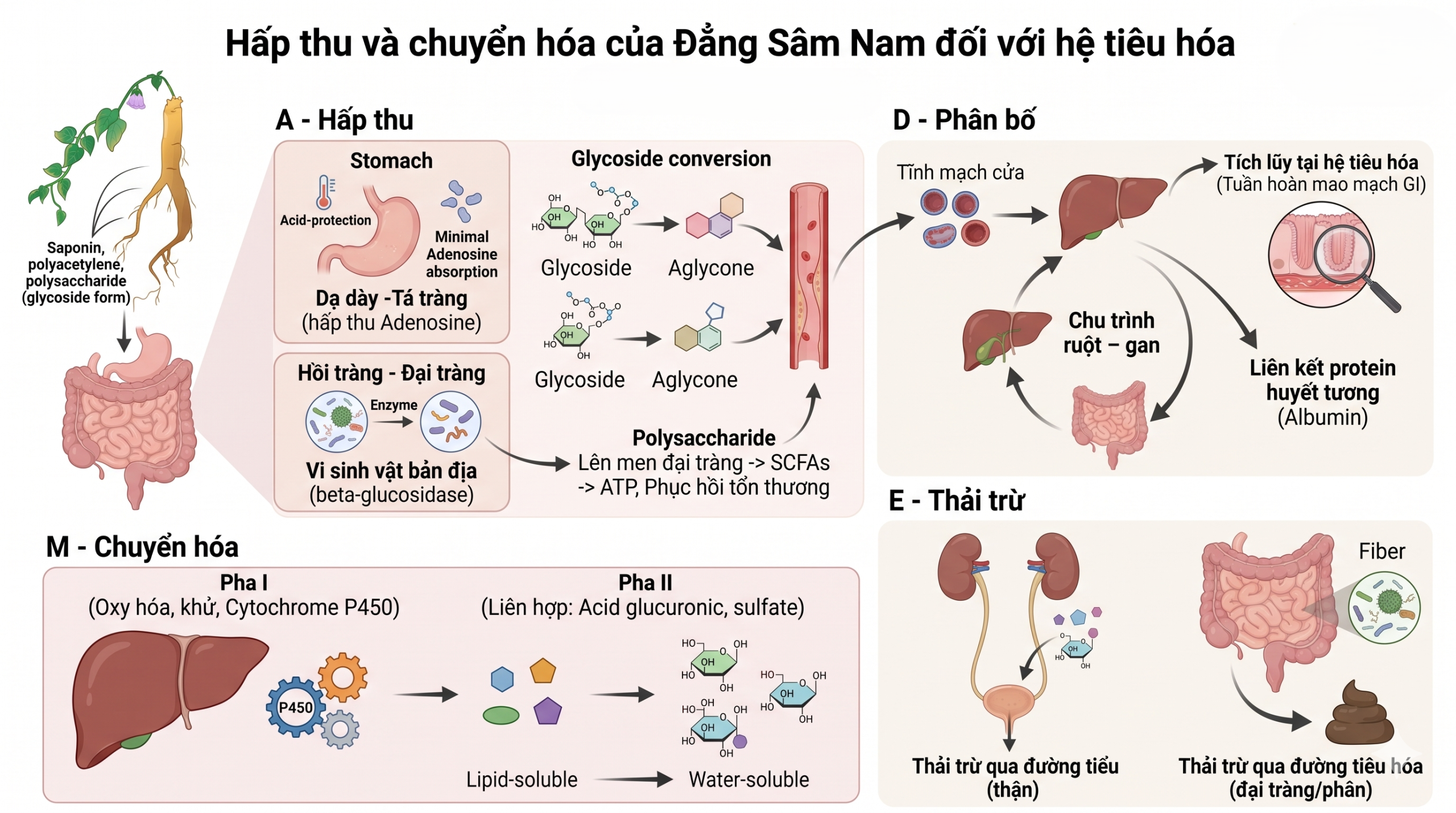 Hấp thu và chuyển hóa của Đẳng Sâm Nam đối với hệ tiêu hóa