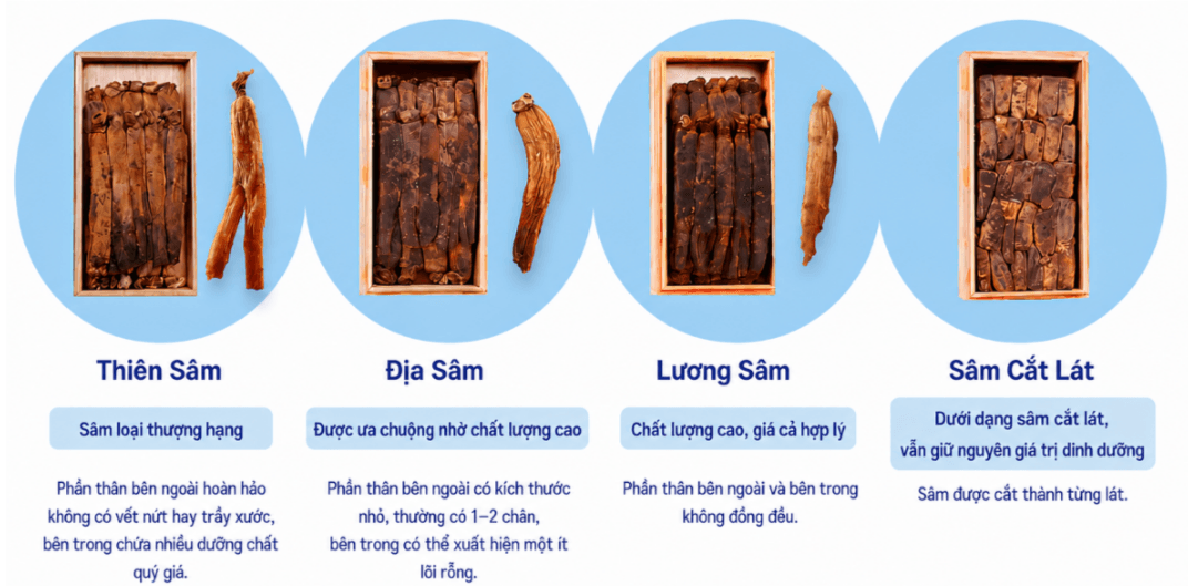 Hồng Sâm là gì? Phân loại các loại Hồng Sâm