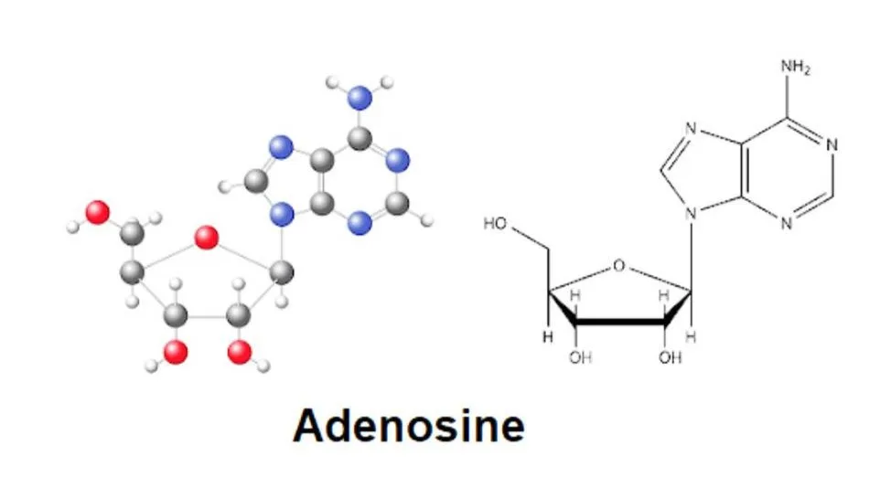 adenosine